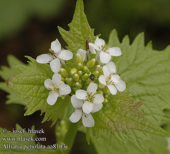 Alliaria petiolata Garlic mustard  Česnáček lékařský