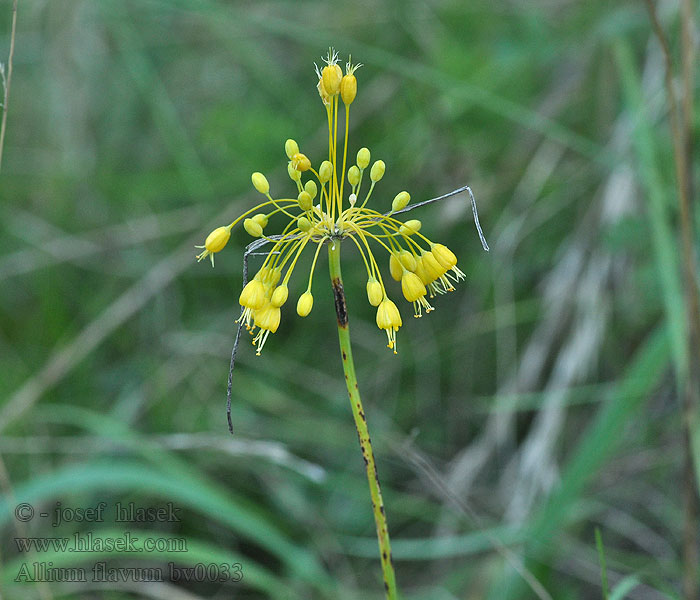 Česnek žlutý Allium flavum