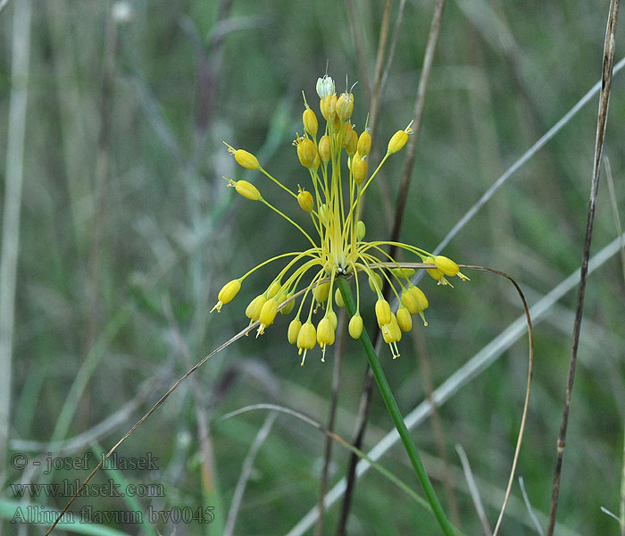 Allium flavum