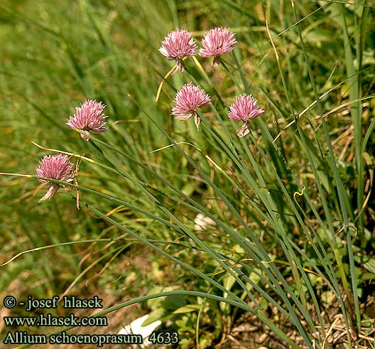 Allium schoenoprasum Chive Graslok Ciboulette Civette Bieslook