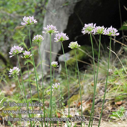 Allium senescens Kantlök Лук стареющий