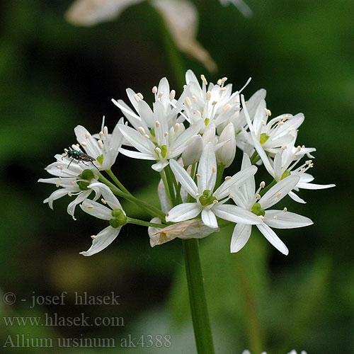 Allium ursinum Bear Garlic Bear's Wild Wood Bär-Lauch Bärlauch