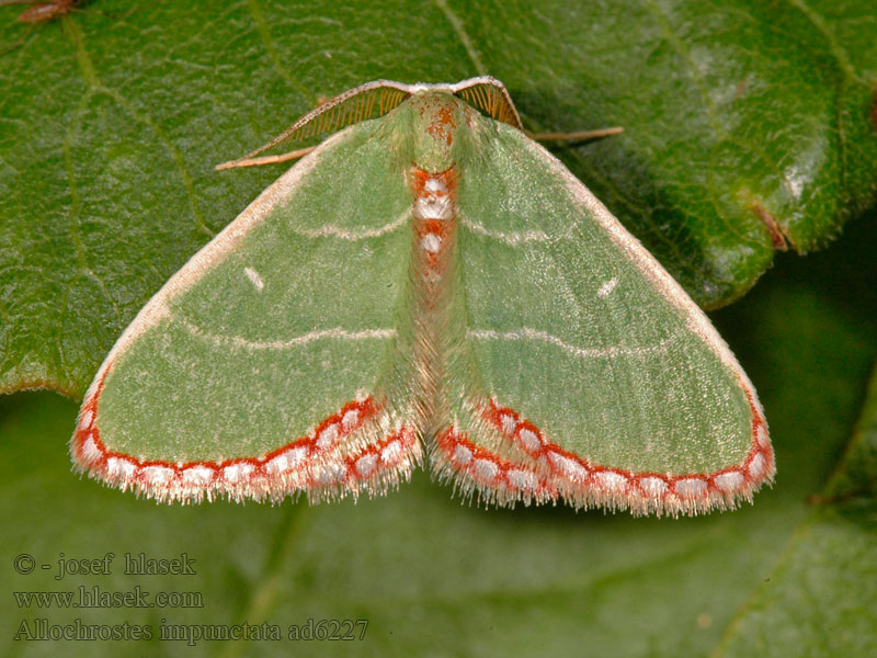 Allochrostes impunctata