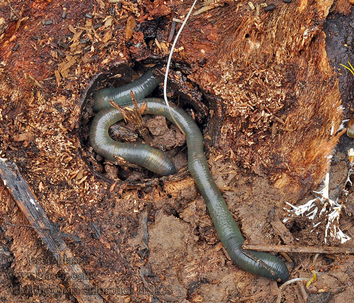 Žížala zelenavá Allolobophora chlorotica
