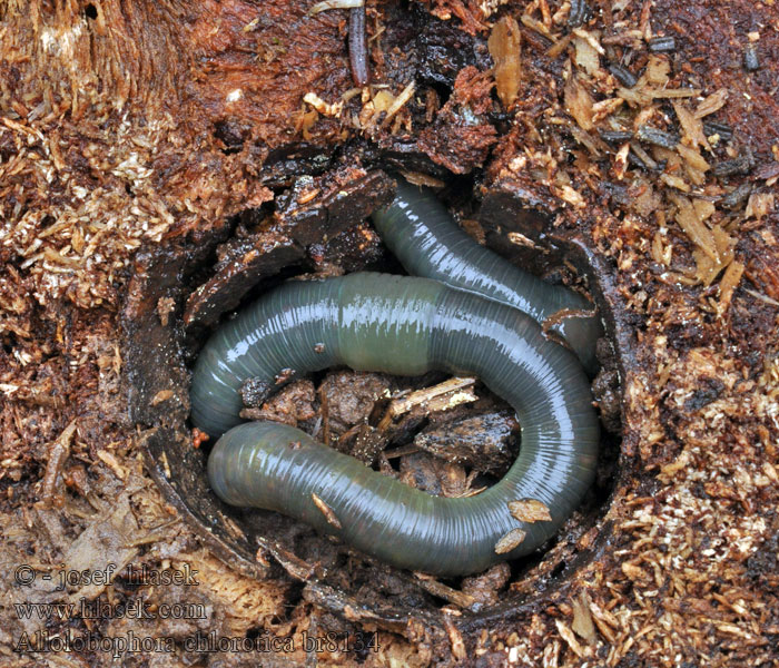 Allolobophora chlorotica Žížala zelenavá Kleiner Ackerwurm Green worm Grön daggmask