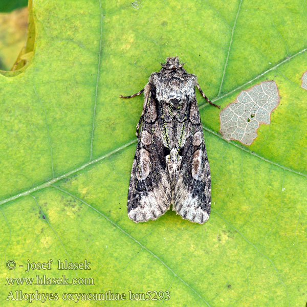 Allophyes oxyocanthae Green-brindled Crescent Weißdorneule Pestroskvrnka hlohová