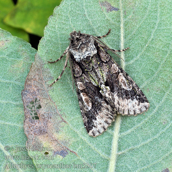 Mora hlohová Hagtornsfly Galagonyabagoly Allophyes oxyocanthae Green-brindled