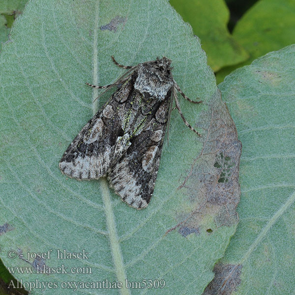 Green-brindled Crescent Weißdorneule Pestroskvrnka hlohová Tjørneugl