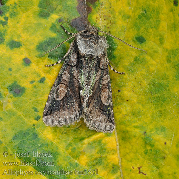 Hagtornsfly Galagonyabagoly Allophyes oxyocanthae Green-brindled Crescent Weißdorneule