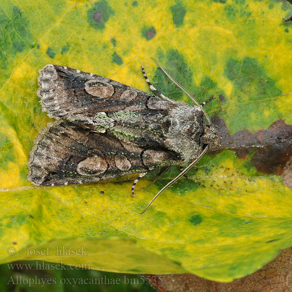 Galagonyabagoly Allophyes oxyocanthae Green-brindled Crescent Weißdorneule Pestroskvrnka hlohová