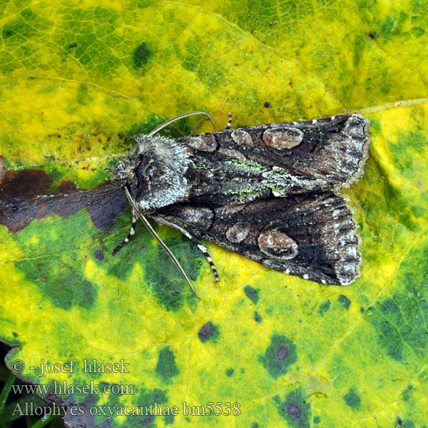 Green-brindled Crescent Weißdorneule Pestroskvrnka hlohová Galagonyabagoly