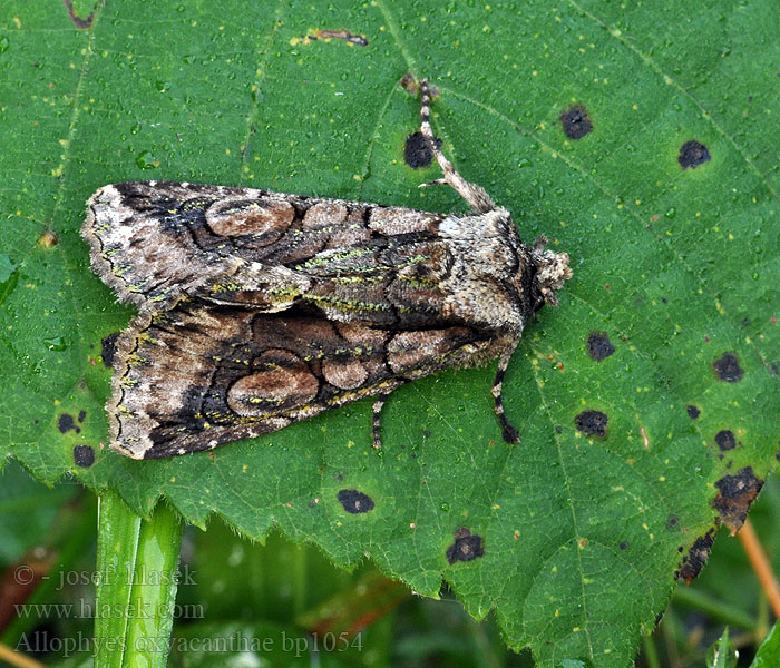 Weißdorneule Allophyes oxyocanthae