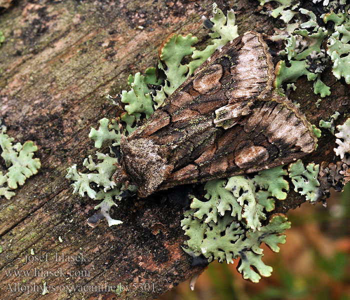 Pestroskvrnka hlohová Allophyes oxyacanthae