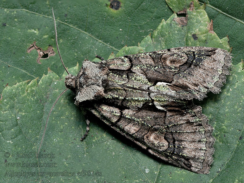 Orapihlajayökkönen Allophyes oxyacanthae