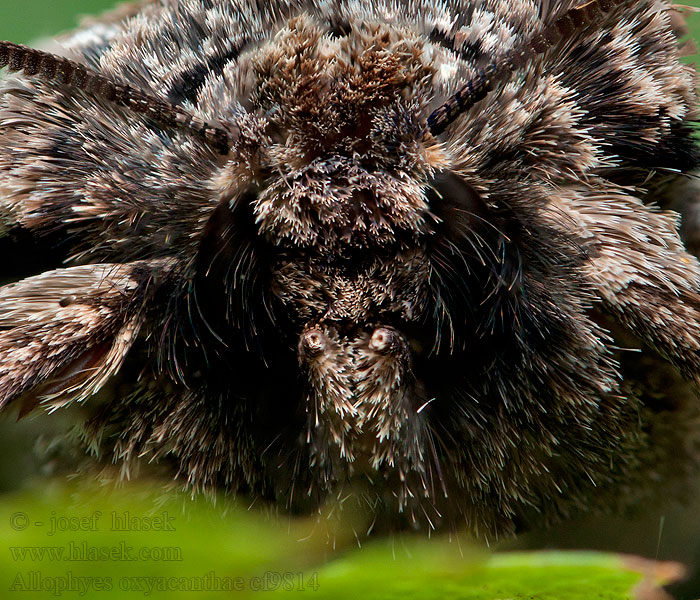 Aubépinière Meidoornuil Žaliarudis vėlyvis Allophyes oxyacanthae