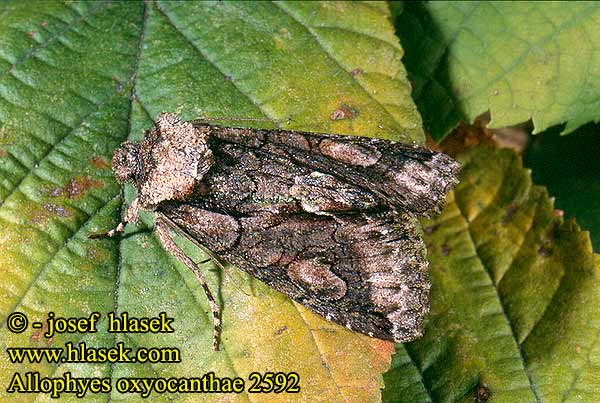 Allophyes oxyocanthae Green-brindled Crescent Weißdorneule Pestroskvrnka hlohová Galagonyabagoly Tjørneugl Orapihlajayökkönen Aubépinière Meidoornuil Žaliarudis vėlyvis Irrfly Совка боярышниковая Mora hlohová Hagtornsfly