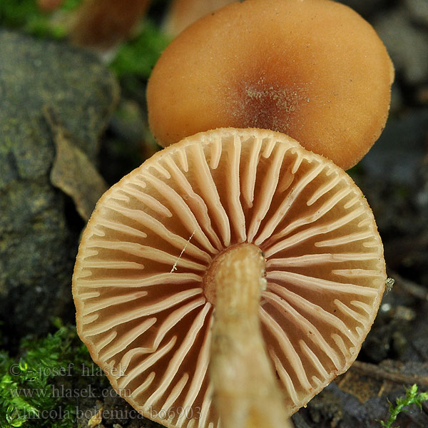 Alnicola bohemica Naucoria Kržatka česká Bjørkebrunhatt