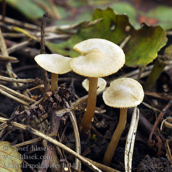 Naucoria escharoides Olszóweczka miodowożółta