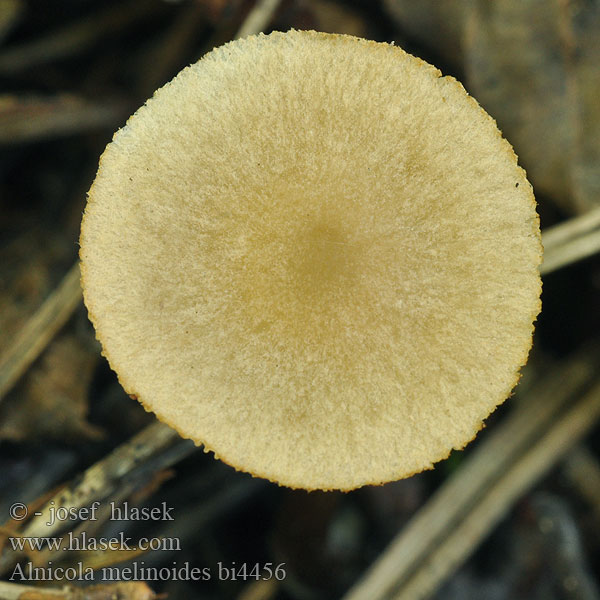 Alnicola melinoides bi4456