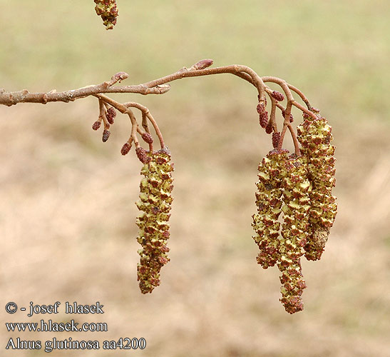 Alnus glutinosa Черна елша Olše lepkavá Rød-El Black Alder