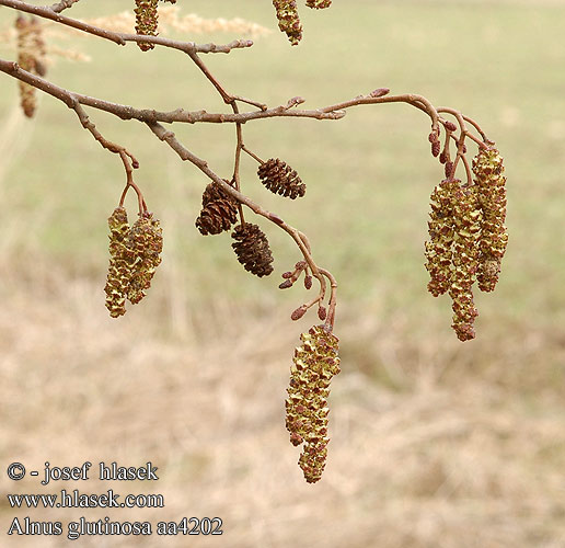 Alnus glutinosa Black Alder Nigra alno Tervaleppä Aulne glutineux