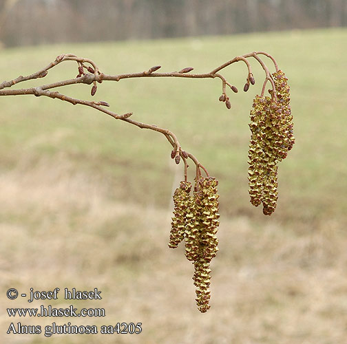 Alnus glutinosa Olsza czarna Klibbal Adi kızılağaç Вільха чорна