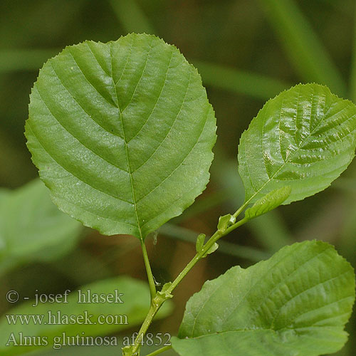 Alnus glutinosa Alder Schwarzerle jelša lepkavá Olše lepkavá