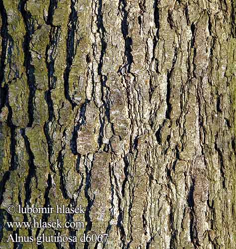 Alnus glutinosa Olše lepkavá Aliso Ольха черная клейкая Черна елша