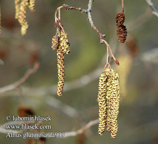 Alnus glutinosa Olše lepkavá Alder Nigra alno Aulne glutineux