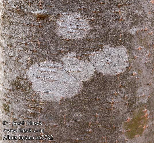 Alnus incana Grå-El Grey Alder Harmaaleppä Aulne blanc