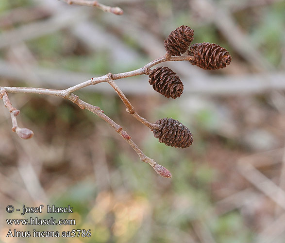 Alnus incana Olsza szara Gråal Вільха сіра Grauerle Jelša sivá