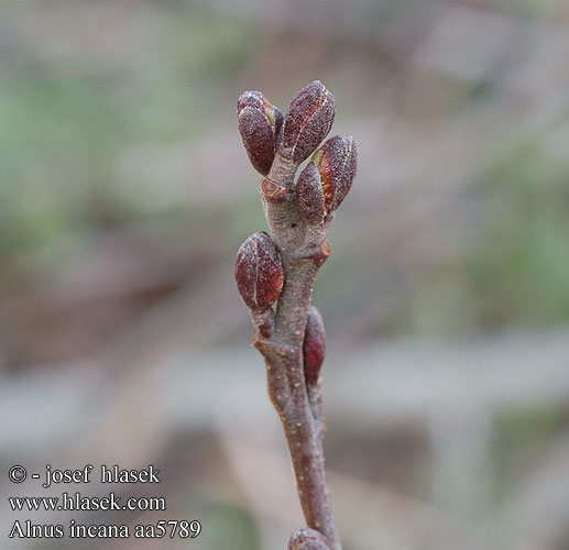 Alnus incana Grauerle Jelša sivá Olše šedá Ольха серая