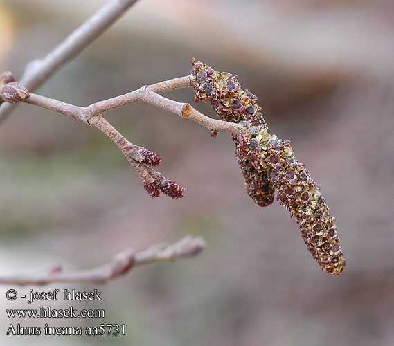 Alnus incana olše šedá Ольха серая Grå-El Grey Alder Harmaaleppä