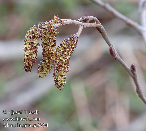 Alnus incana Ольха серая Grå-El Grey Alder Harmaaleppä