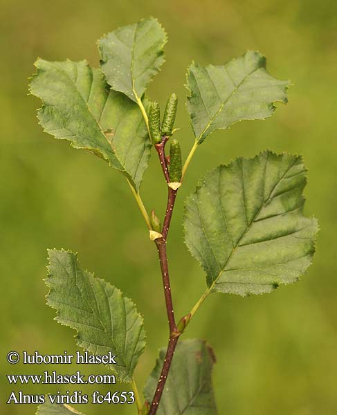 Alnus viridis Duschekia alnobetula Green Alder Grøn-El Havasi éger