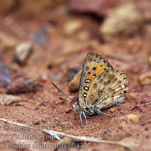 Aloeides damarensis Damara Copper