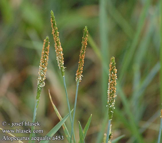 Alopecurus aequalis Shortawn Short-awn Orange Foxtail Gul Ravehale