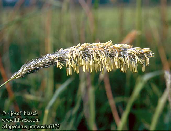 Alopecurus pratensis UK: Meadow Foxtail DA: Eng-Ravehale FI: Nurmipuntarpää FR: Vulpin des prés NL: Grote vossenstaart IT: Coda di volpe HU: Réti ecsetpázsit DE: Wiesen-Fuchsschwanz PL: Wyczyniec łąkowy SK: Psiarka lúčna CZ: Psárka luční ES: Prados pobres de siega de baja altitud SE: Ängskavle