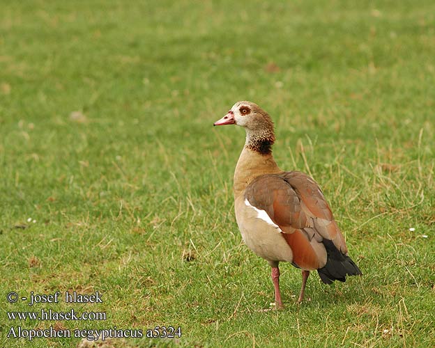 Alopochen aegyptiaca aegyptiacus Egyptian Goose Nil Nilgås Afrikanhanhi