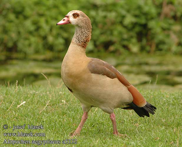 Alopochen aegyptiaca aegyptiacus Egyptian Goose Nil