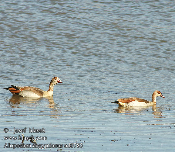 Alopochen aegyptiaca aegyptiacus Egyptian Goose Nil Nilgås