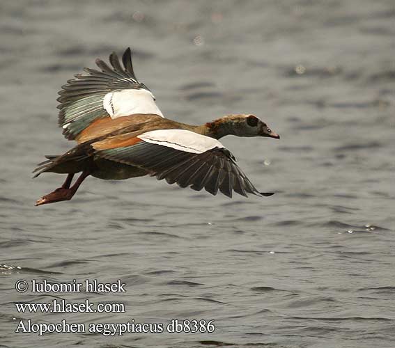 Alopochen aegyptiaca aegyptiacus Egyptian Goose Nil Nilgås