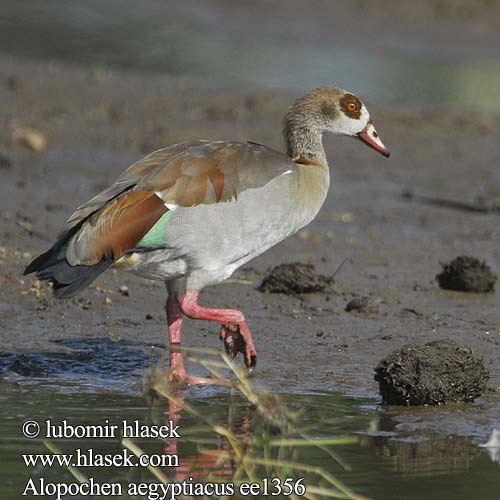 Nilgans Kazarka egipska Gęsiówka Gęś