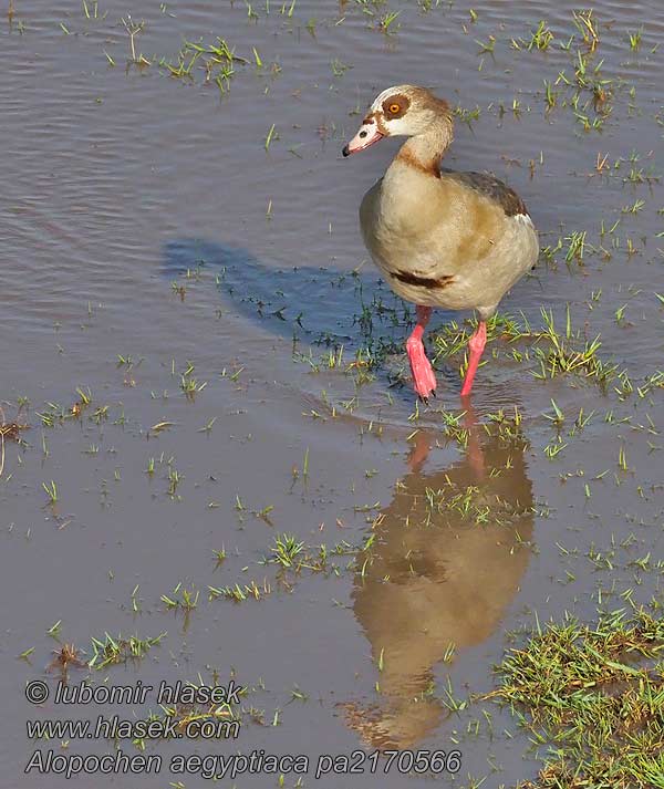 Alopochen aegyptiacus