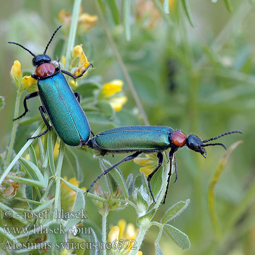 Alosimus syriacus Puchýřník rakouský Шпанка красношейка сирийская Алозимус сирийский