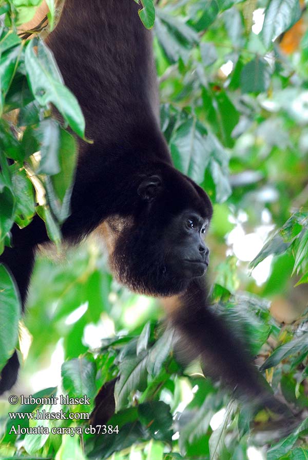 Alouatta caraya Black Howler Schwarzer Brüllaffe Alouatta