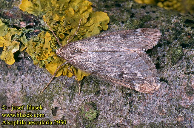 Alsophila aescularia Hedvábnice jarní