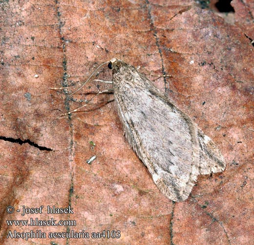 Roßkastanien-Frostspanner March Moth
