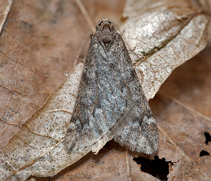 Hedvábnice jarní Alsophila aescularia