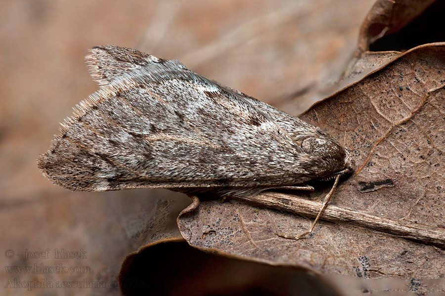 Roßkastanien-Frostspanner Alsophila aescularia